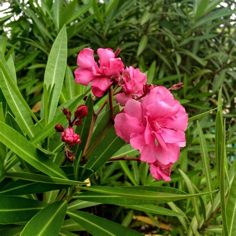 夾竹桃有毒|【有毒植物圖鑑】到公園和郊外勿手多多 夾竹桃、白千層都有毒？